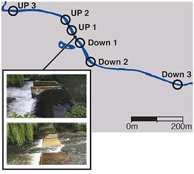 Using eDNA Metabarcoding to Monitor Changes in Fish Community Composition After Barrier Removal